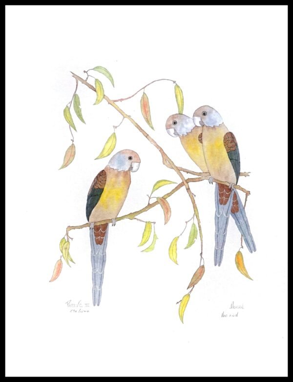 AIM 654 Parrots III (S/N LIMITED EDITION)